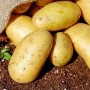 농작물 재배법- 감자, 가지, 갓, 고구마, 고추, 들깨 이미지