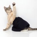 탐나는 고양이 이미지