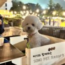 댕댕그라운드 | [소노펫] 홍천 애견 동반 숙소 추천, 비발디파크 소노펫 1박 2일 솔직후기