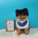 쇼독(Show dog) 이미지