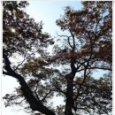 치즈마을 이미지