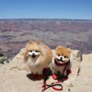 강아지세상 이미지