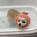 디오펫살롱 이미지