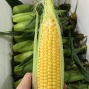 진도전자 이미지