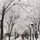 겨울나그네 이미지