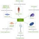 Re: SIRT3 미토콘드리아 deacetylase의 기능, 암, 퇴행성 신경질환의 역할 2017 리뷰 이미지