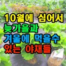 10월에 심어서 늦가을과 겨울에 먹을수 있는 야채들 이미지