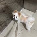 김해-한림-5-비상-1 | 26년 3월 2(용당나루 매화공원/다이어트/풍자 김해등장/포티올 축제🥳🎉)