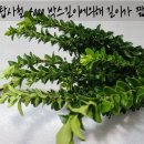 전혜숙농장 이미지