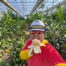 김지현농장 | 신품종 감귤 체험단 후기｜처음 먹어본 프리미엄 만감류 윈터프린스