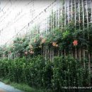 사이,담 이미지