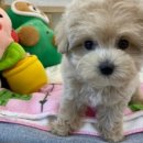 베베몽몽 이미지