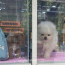 사림동208 | 먹기만 하는 일상 😮