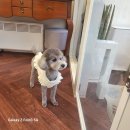 내 강아지 미용실 이미지