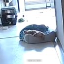 퍼피댕글 이미지