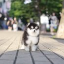 미니펫 강아지분양 고양이분양 부천점 이미지