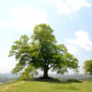 느티나무 일원 이미지