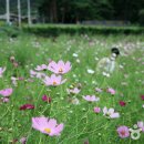 주식회사 트윈코스모스 이미지