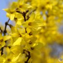 개나리온천 이미지