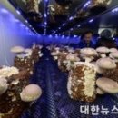 시영농장2 네이버블로그