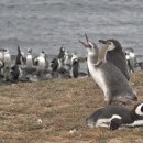 파타고니아주 네이버블로그