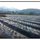 박정숙 농장 이미지