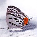 6.19 곤충강 _ 나비목4 (영어 이름 Moths, Butterflies) 이미지