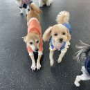 감일유치원 | 감일 강아지유치원 후기｜플랜더스 애견유치원 교육 &amp; 데이케어 차이 (말티푸 로또)