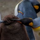 펭귄 이미지