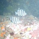 행복한해적 이미지