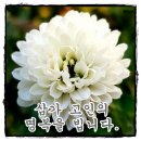 강동경희대학교병원장례식장근조화환꽃집