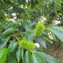 금빛농장 이미지