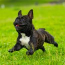 올바른동물병원 이미지