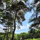 나무이야기 이미지