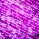 2022교육과정_세포와물질대사_디지털 기기를 이용한 세포의 크기 측정 탐구활동지 이미지