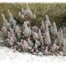 마법의 성 이미지