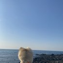 미블리헤어