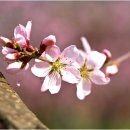 복사꽃피는마을 이미지