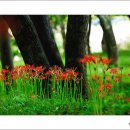 소나무숲펜션 이미지