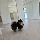 E-2 | [공지] 가평 애견동반 숙소 오즈리조트 청평호 뷰 객실 E2호 후기(가족여행)