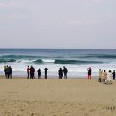 유채와바다 이미지