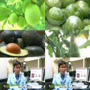 초록열매