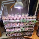 서촌막국수 이미지