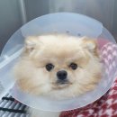 율하 위드동물병원 이미지