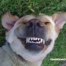 웃는 강아지 이미지