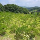 한수목장 이미지