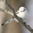 long-tailed tit 오목눈이의 생태 이미지