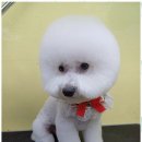 바둑이 애견 이미지