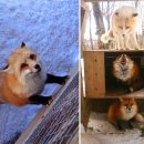 예쁜여우 이미지