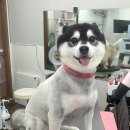 가치있개 이미지